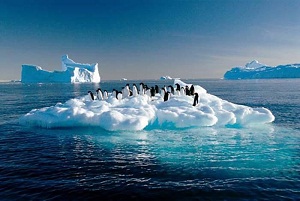 cambio climatico pinguinos para blogs
