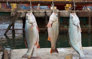 peces-nutricionales-panama