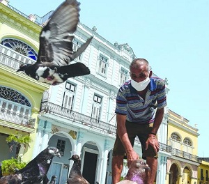Cuba Covid, palomas